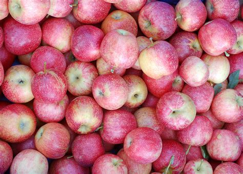 what apples are similar to pink lady